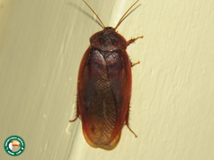 Ergaula capensis