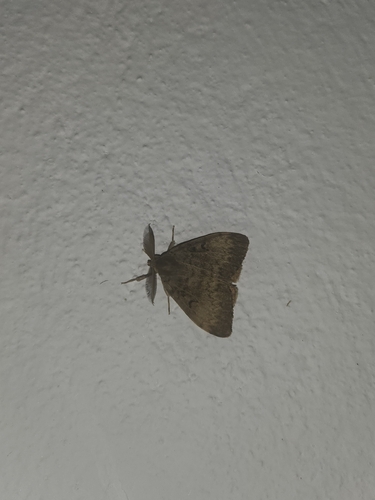 Spongy Moth