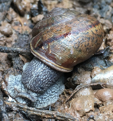 Helminthoglypta cypreophila