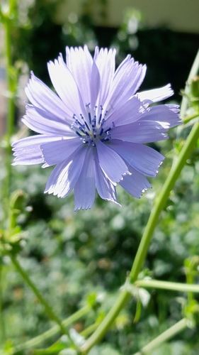 chicory