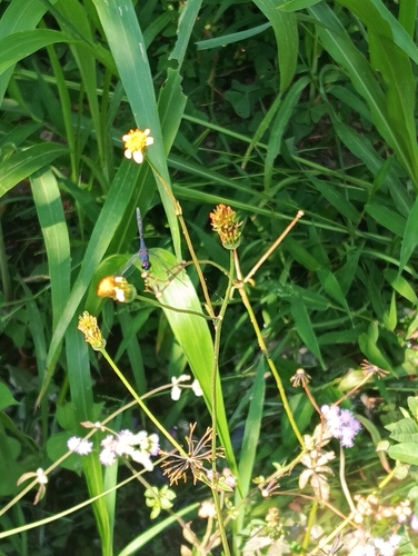 Indigo Dropwing