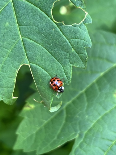 Asian Lady Beetle