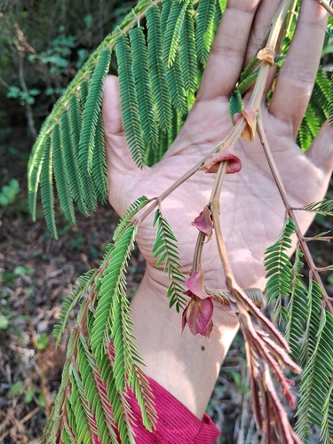 Albizia chinensis observed 2026-06-07