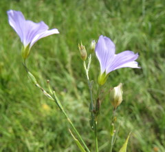 Linum nervosum