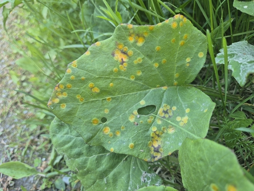 Coltsfoot Gall Rust
