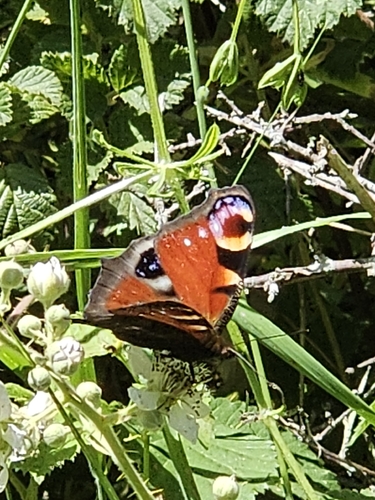 European Peacock Butterfly