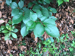 Celtis biondii