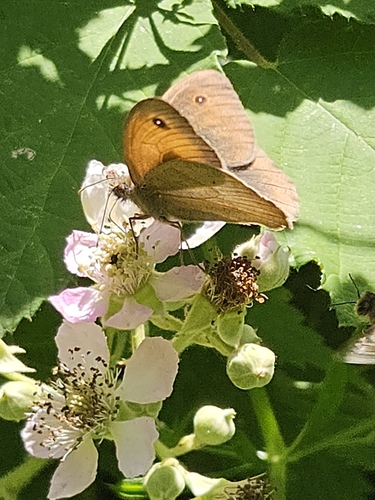 Meadow Brown