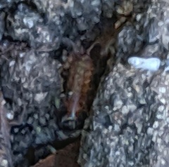 Arthropoda