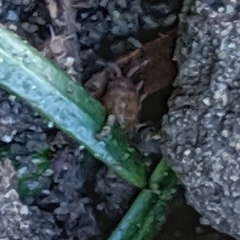 Arthropoda