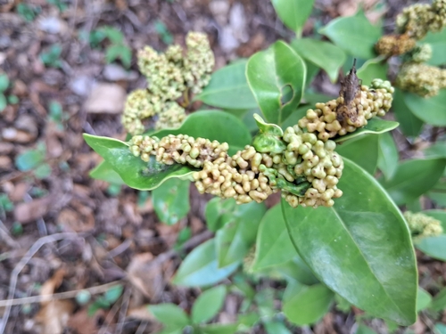 Memecylon umbellatum observed 2026-06-07