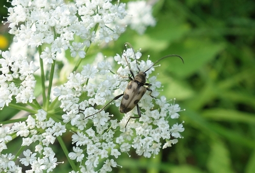 speckled longhorn beetle