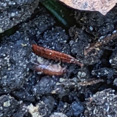 Arthropoda
