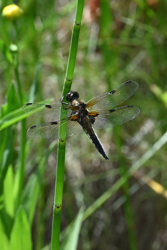 Four-spotted Skimmer