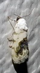 Acontiini