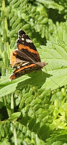 Red Admiral