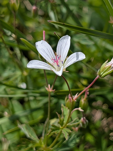 Geranium rivulare, photograph 4
