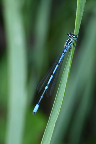 Azure Damselfly