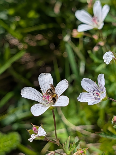 Geranium rivulare, photograph 5