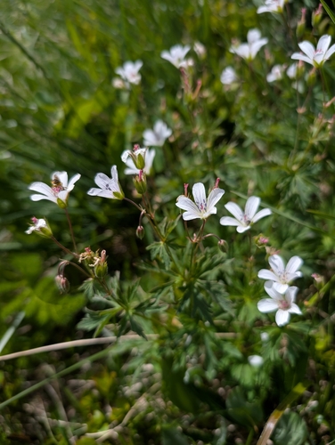 Geranium rivulare, photograph 6