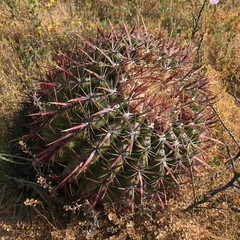 Ferocactus viridescens