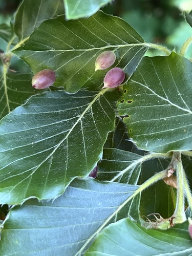 Beech Gall Midge