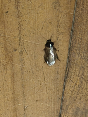 Indian Cockroach