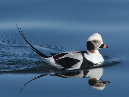 Pato Havelda (Clangula hyemalis)