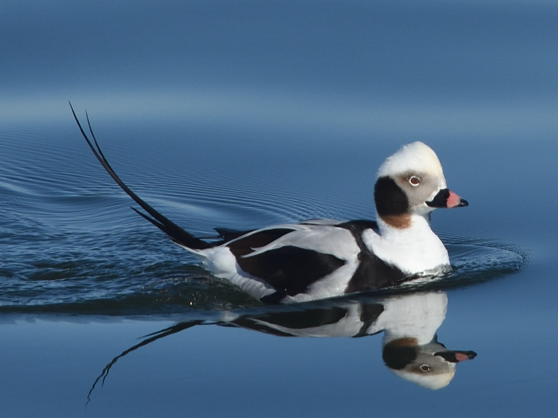 Long-tailed Duck (Clangula hyemalis)