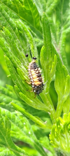 Asiatischer Marienkäfer