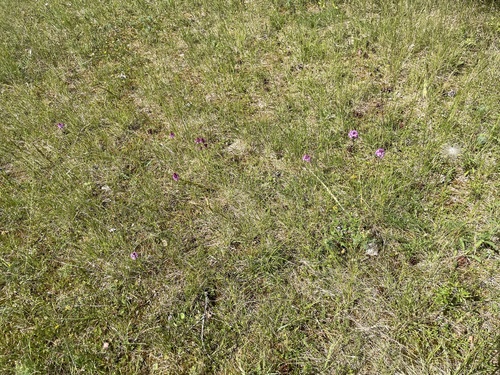 pyramidal orchid