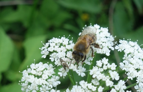 Western Honey Bee
