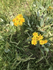 Packera dubia