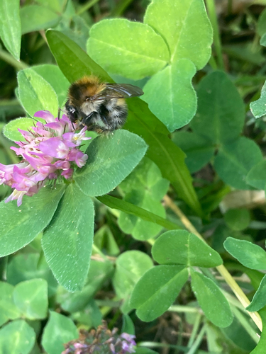 Common Carder Bumble Bee