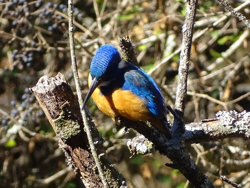 Half-collared Kingfisher (Alcedo semitorquata), photo 8