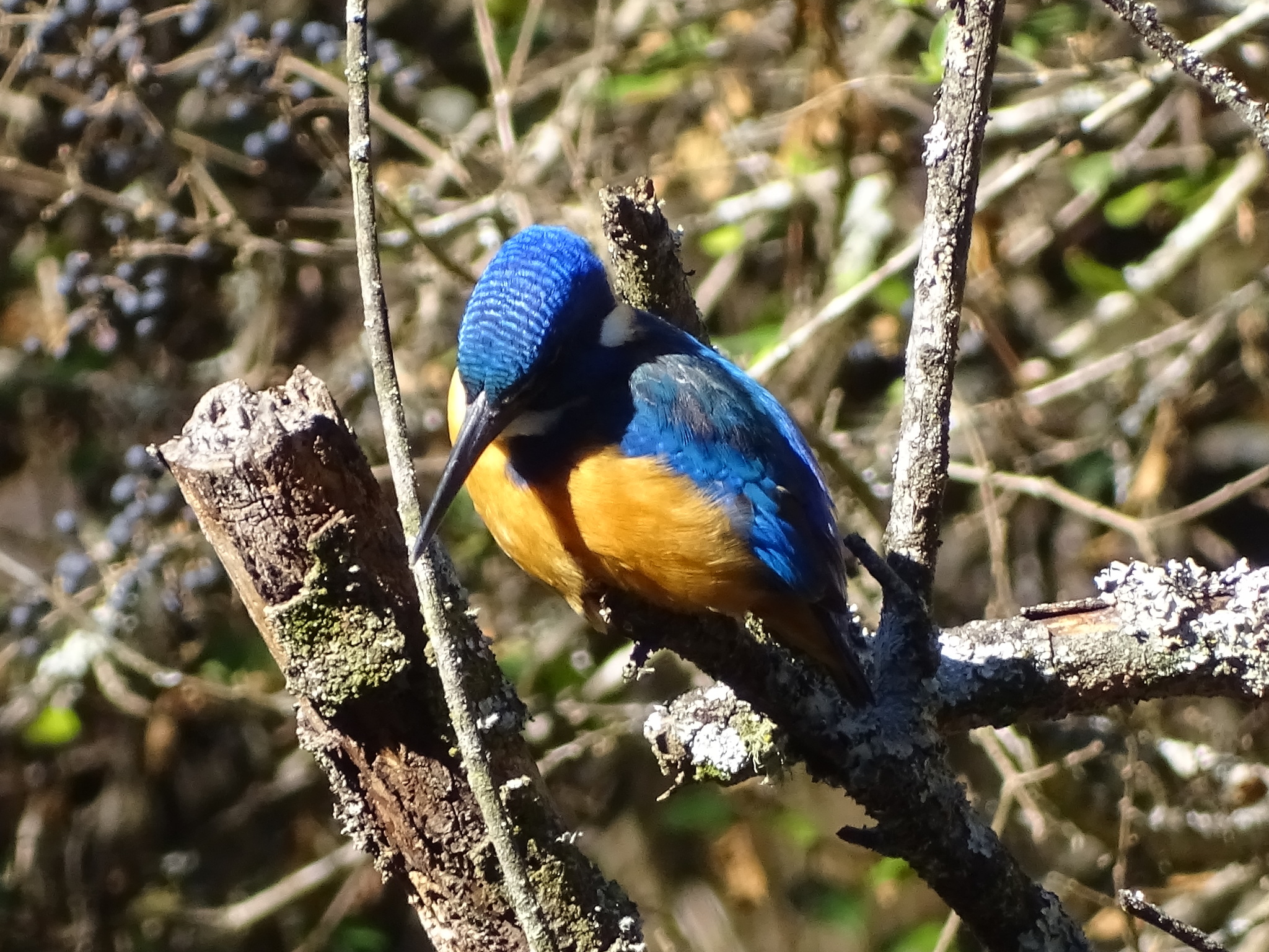 Half-collared Kingfisher (Alcedo semitorquata), photo 9
