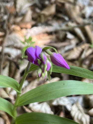 Red Helleborine