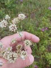 Hymenopappus artemisiifolius