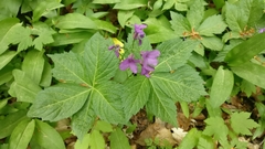 Cardamine pentaphyllos