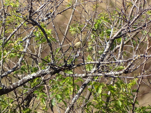 Drakensberg Prinia (Prinia hypoxantha), photo 3