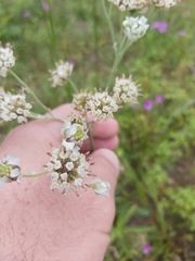 Hymenopappus artemisiifolius
