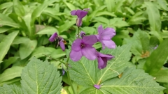 Cardamine pentaphyllos