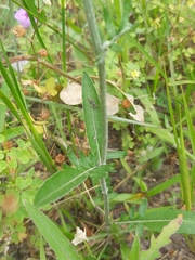 Hymenopappus artemisiifolius