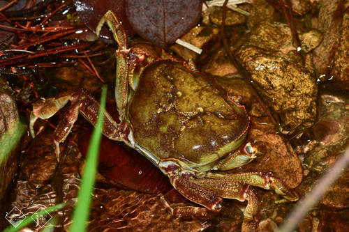 Longpotamon depressum