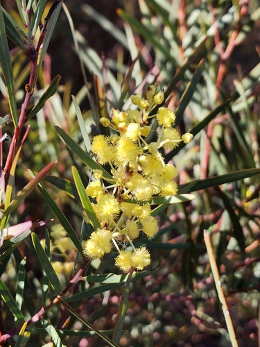 Acacia ligulata