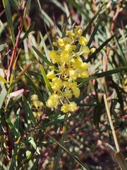 Acacia ligulata, photograph (c) Carmon, some rights reserved (CC BY-SA)