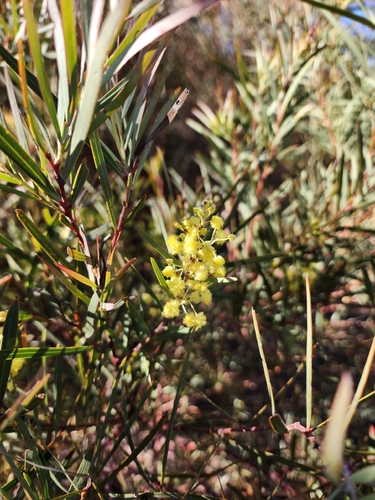 Acacia ligulata, photograph 3