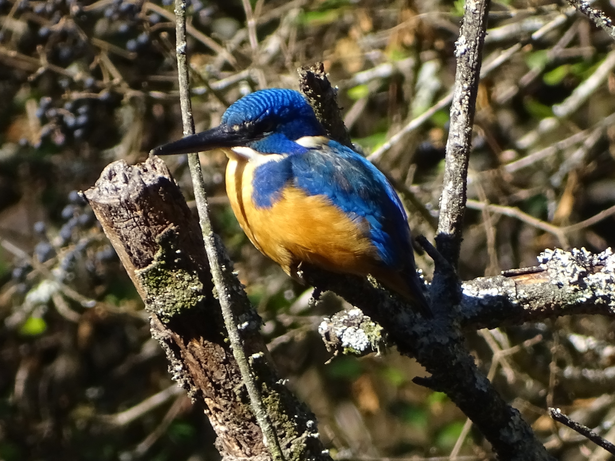Half-collared Kingfisher (Alcedo semitorquata), photo 8