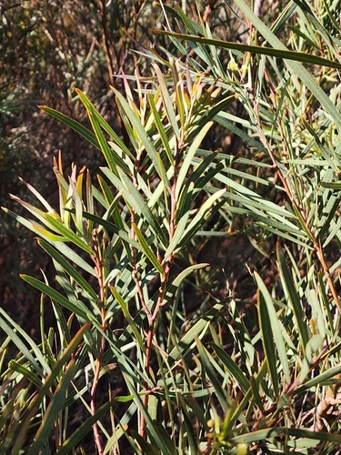 Acacia ligulata, photograph 4