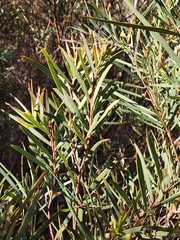 Acacia ligulata, photograph (c) Carmon, some rights reserved (CC BY-SA)